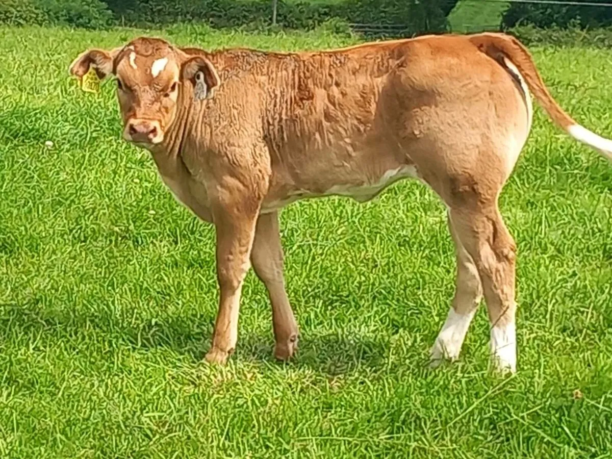 2 calves for sale portumna mart we'd 9th - Image 2