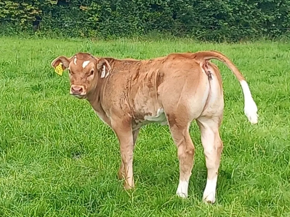 2 calves for sale portumna mart we'd 9th - Image 3
