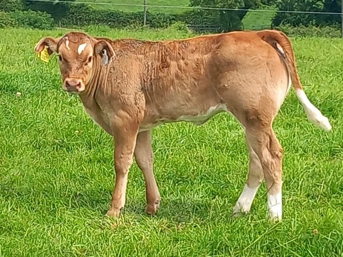 2 calves for sale portumna mart we'd 9th - Image 4