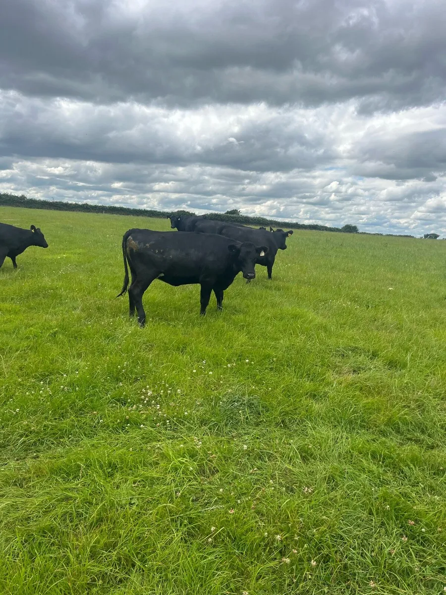 Angus Heifers - Image 1