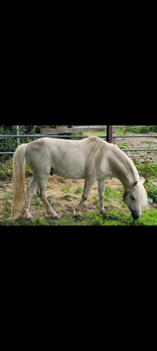 Pony