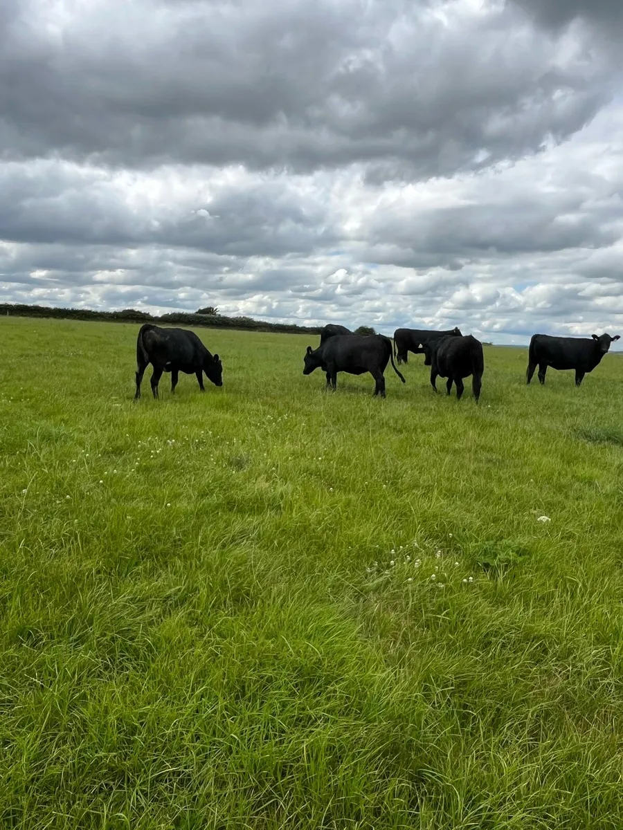 Angus Heifers - Image 2