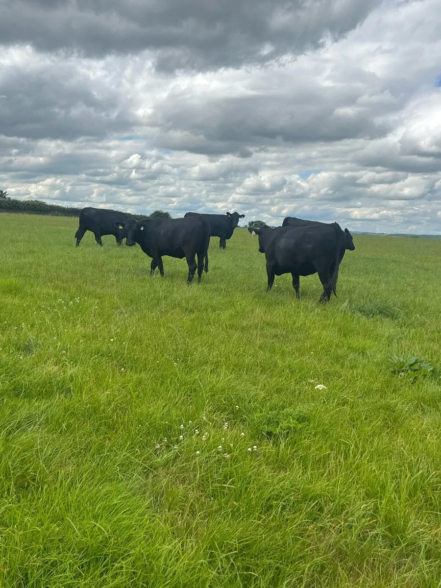 Angus Heifers - Image 3