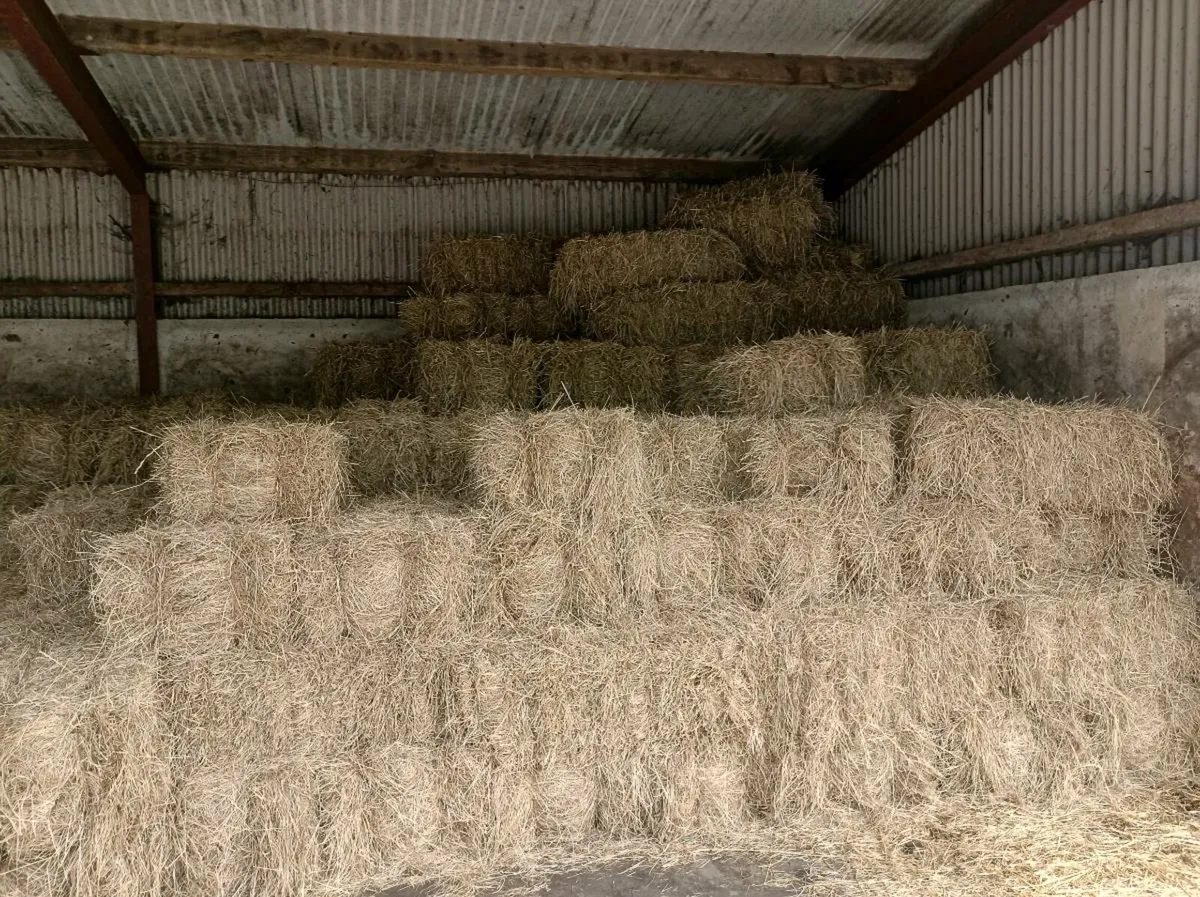 Hay - Image 1