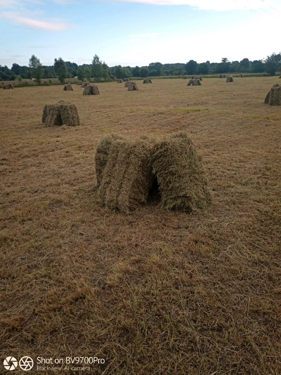 Hay - Image 2