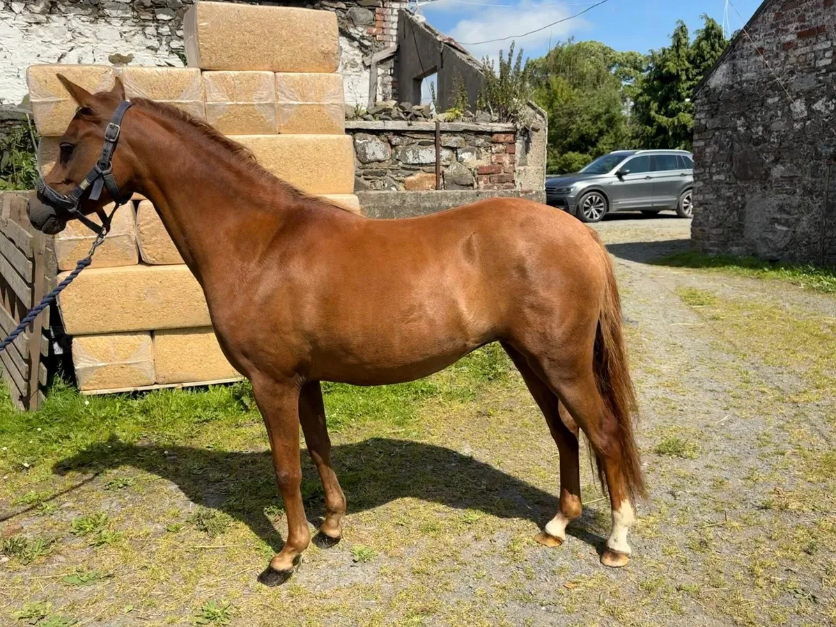 Welsh Section B filly - Image 2