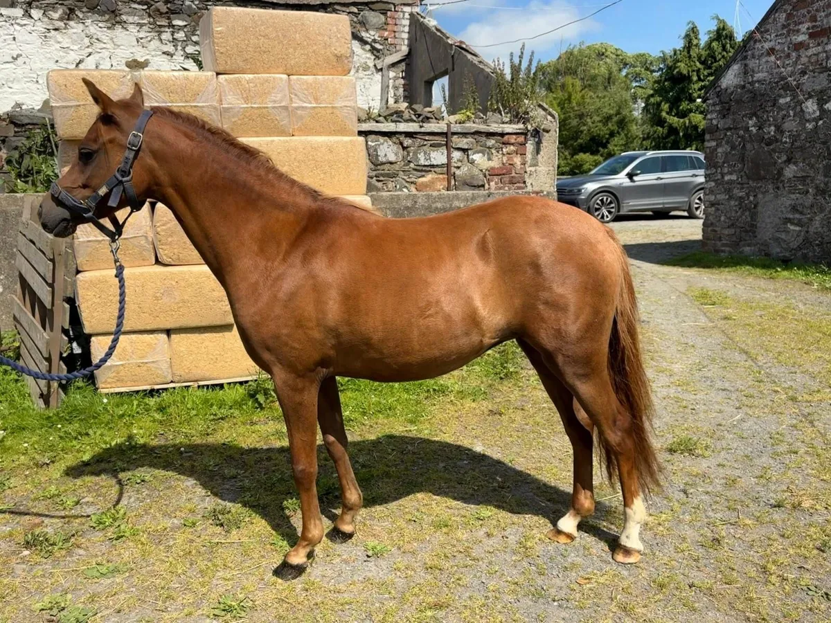 Welsh Section B filly - Image 1