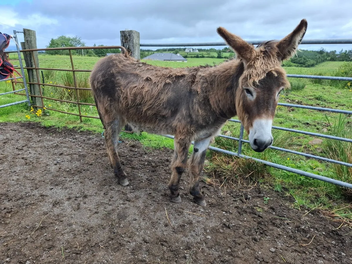 DONKEY - Image 1