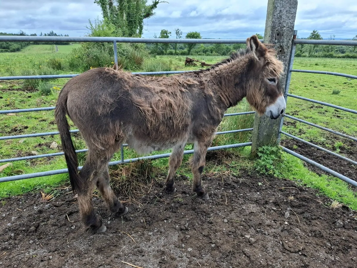 DONKEY - Image 2
