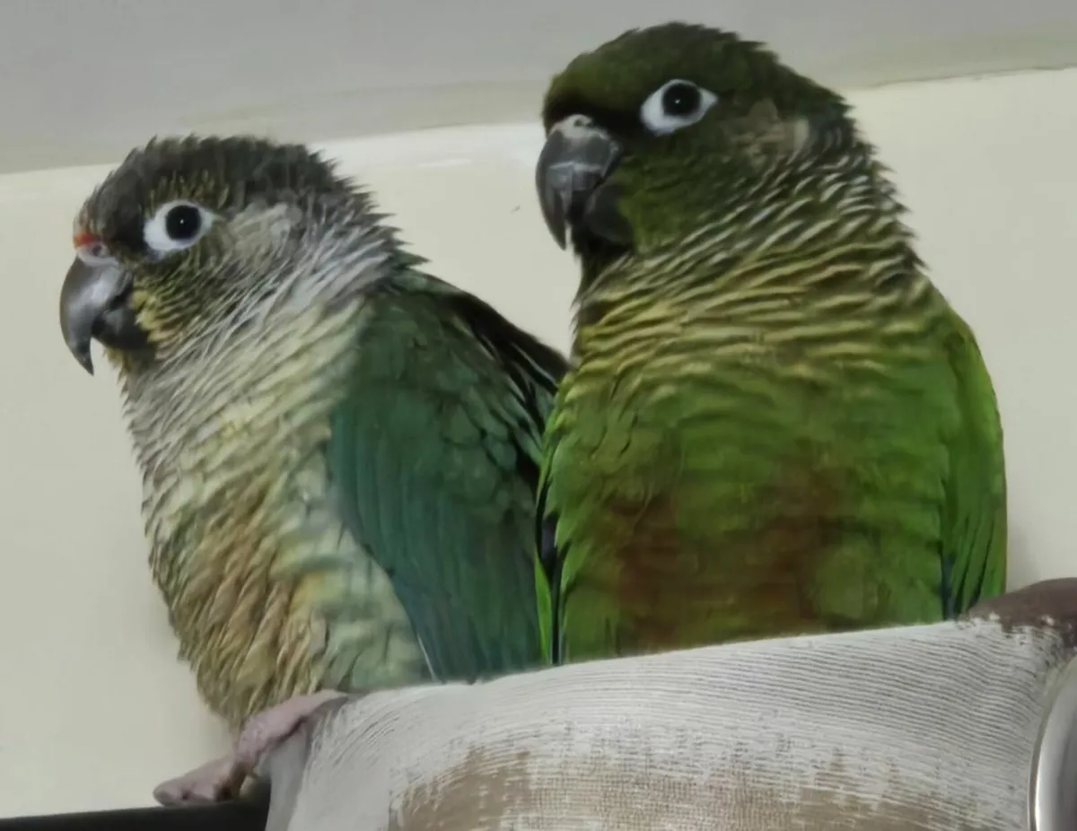 Bonded Proven Conure pair - Image 1