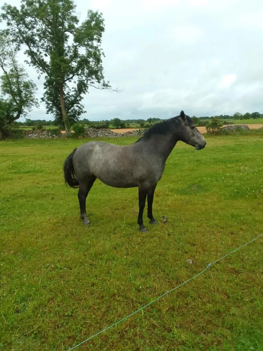 3 year old connemara filly - Image 1
