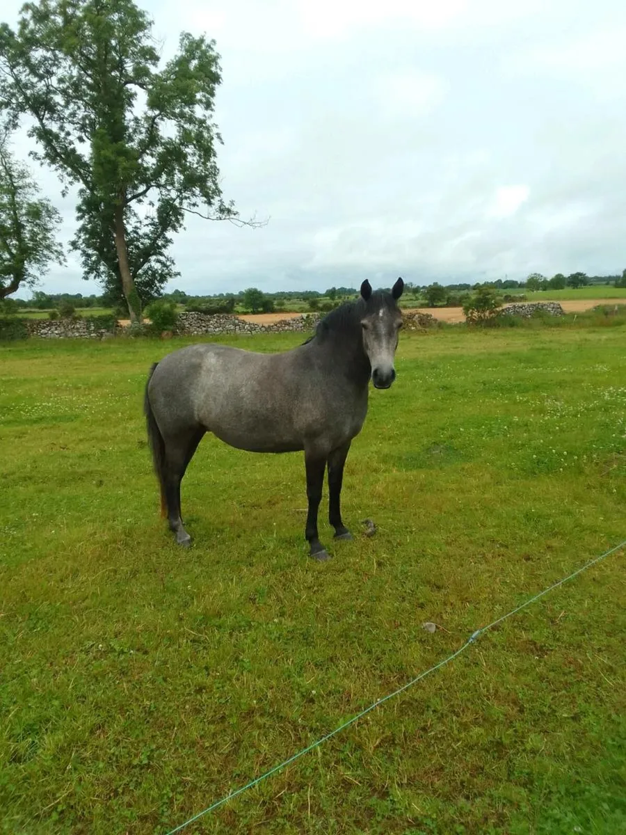 3 year old connemara filly - Image 2