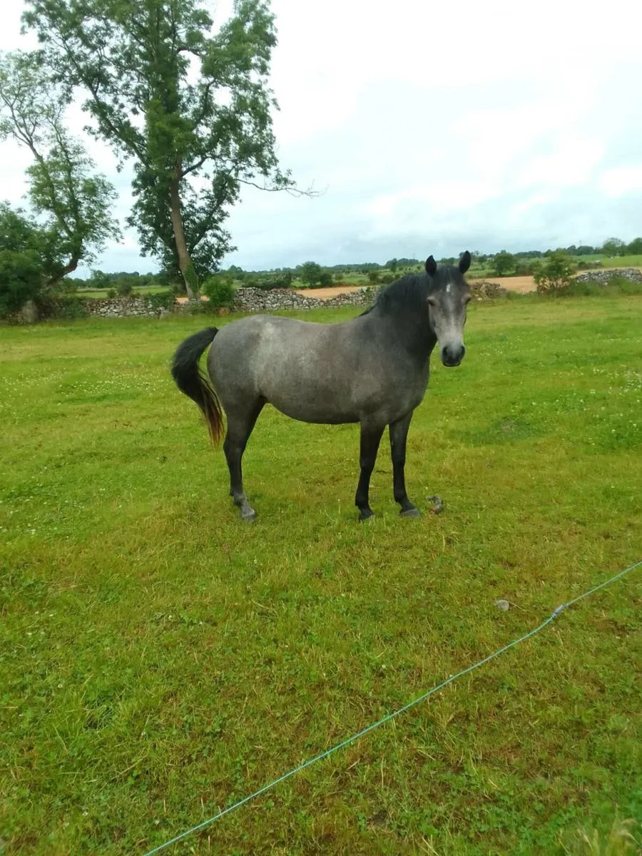 3 year old connemara filly - Image 3