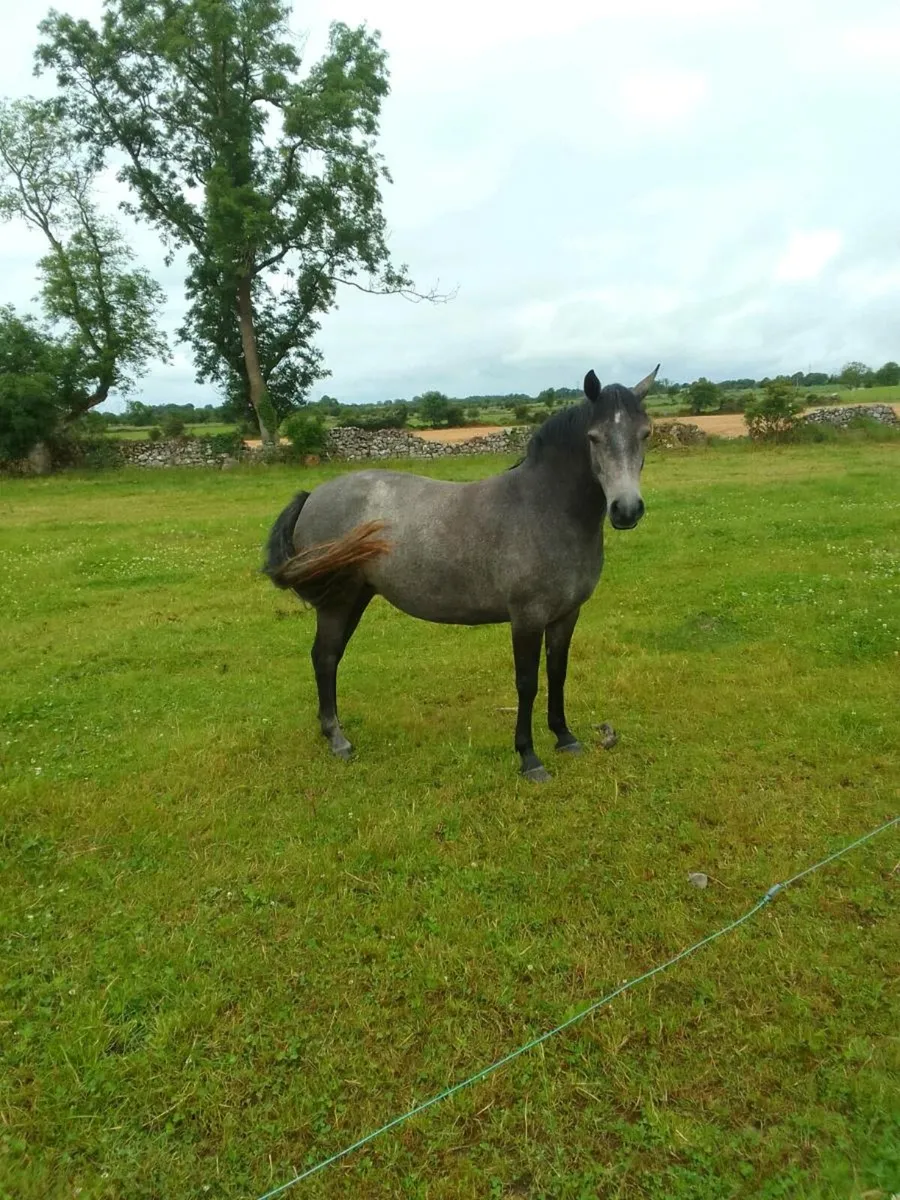 3 year old connemara filly - Image 4
