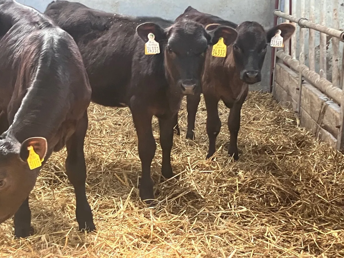3 reared heifer calves for sale - Image 2
