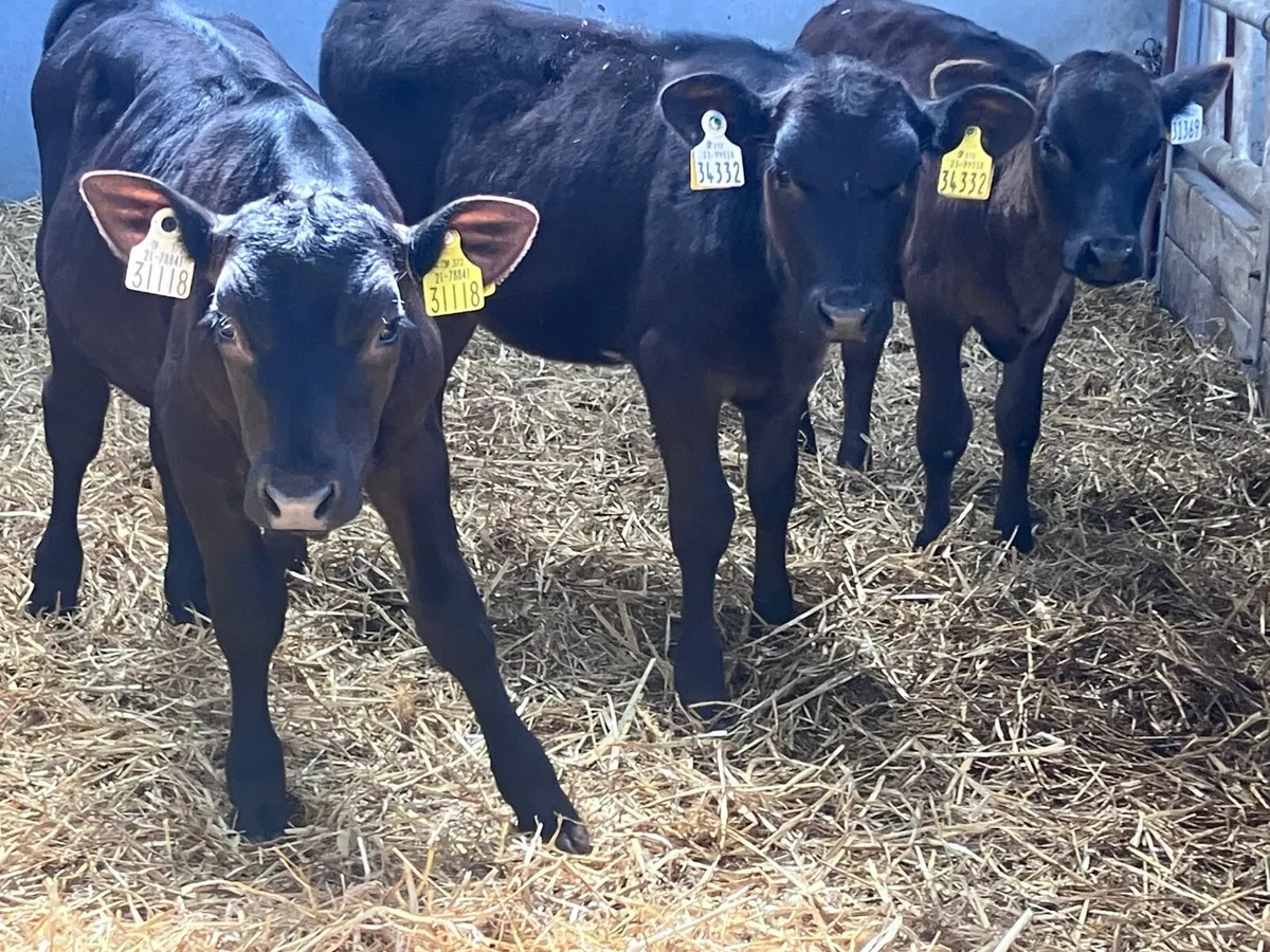 3 reared heifer calves for sale - Image 3