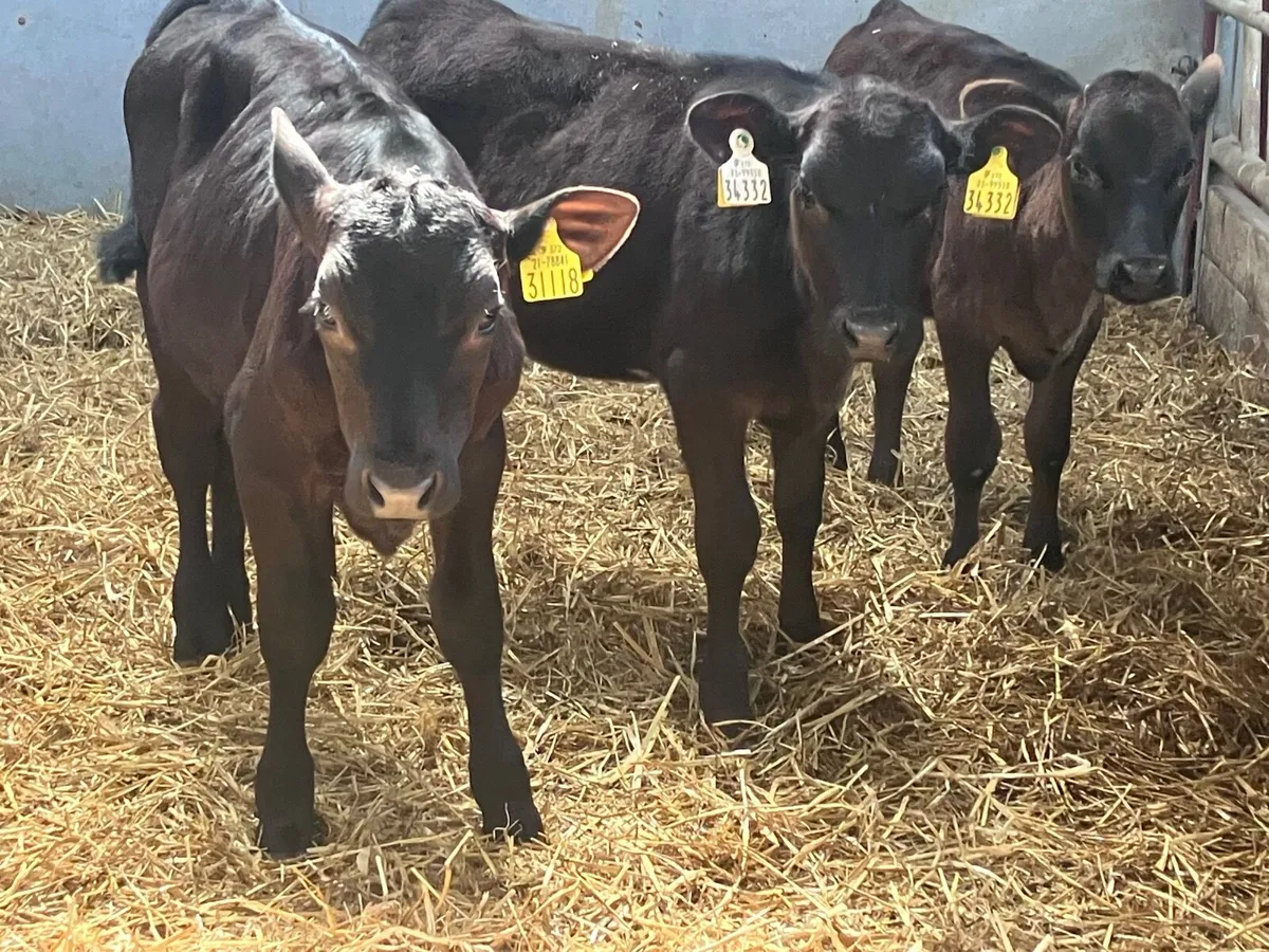 3 reared heifer calves for sale - Image 1
