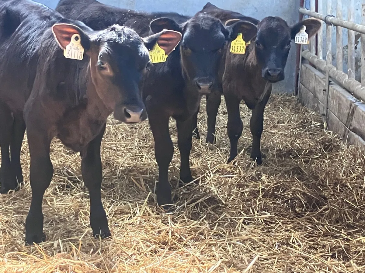 3 reared heifer calves for sale - Image 4