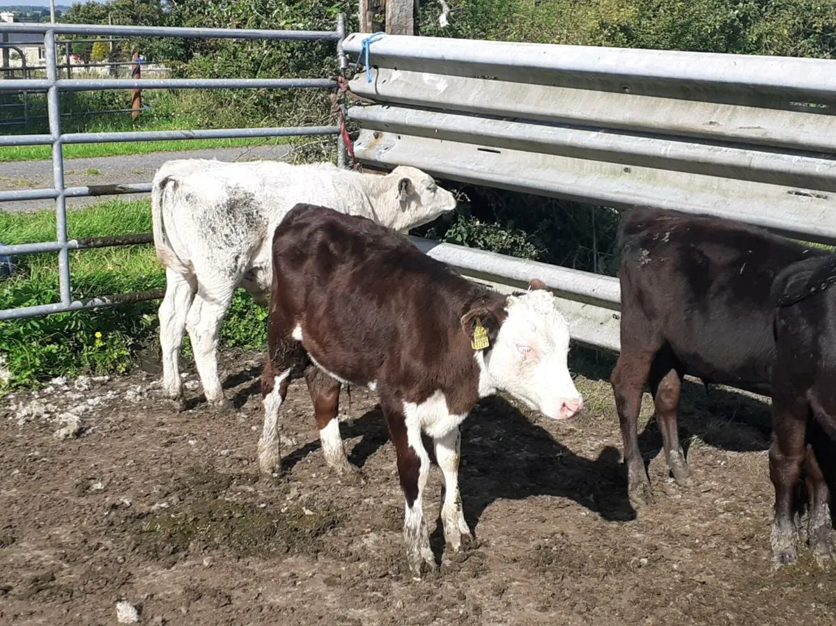 Bull Runners - Image 1