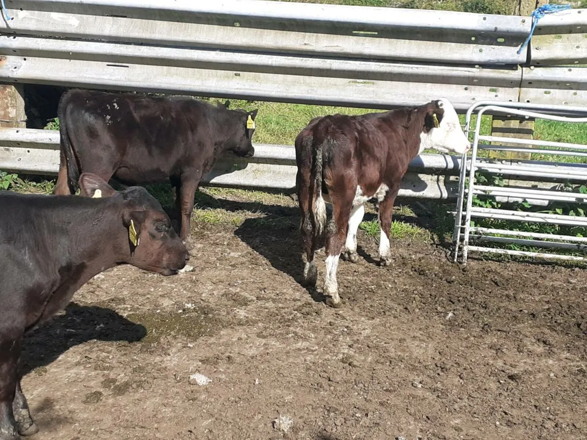 Bull Runners - Image 2