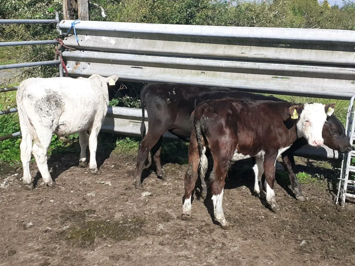 Bull Runners - Image 3