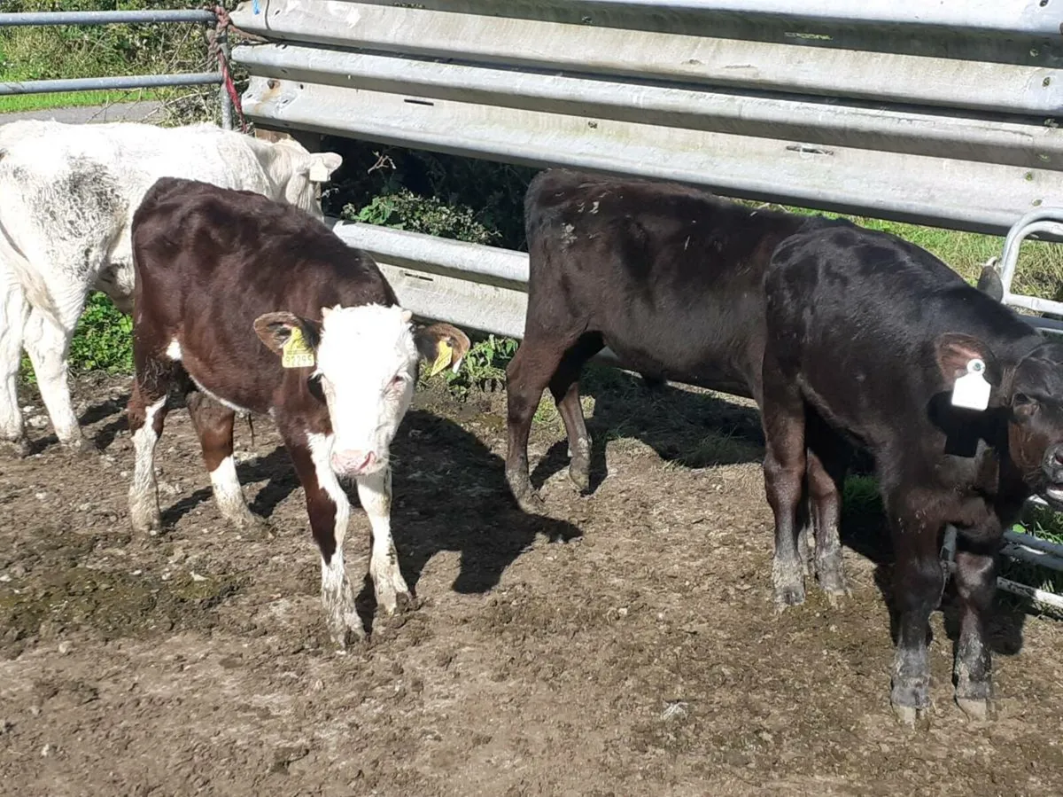 Bull Runners - Image 4