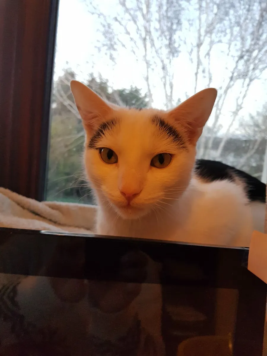 Loving Cat - Image 1