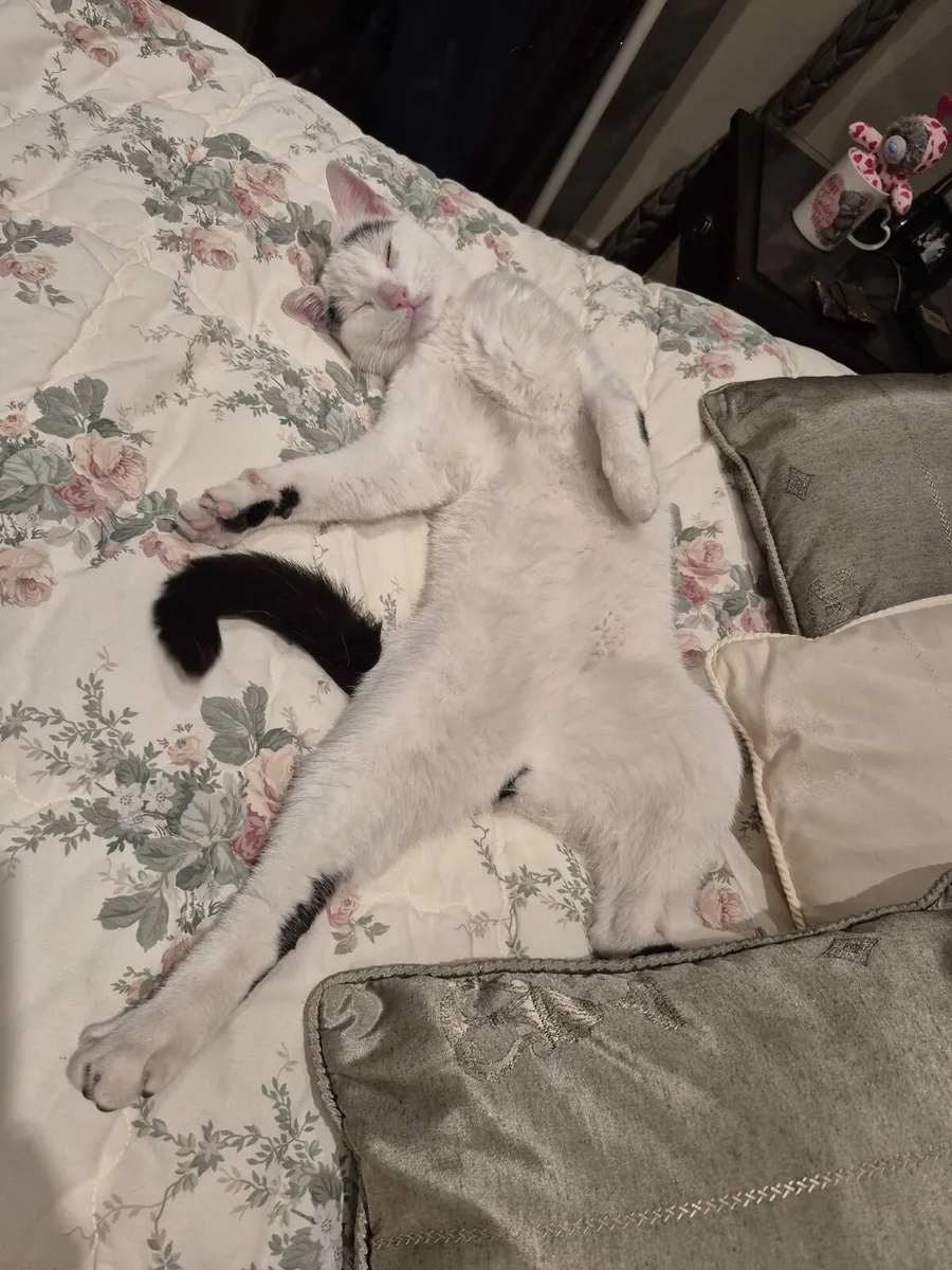 Loving Cat - Image 2