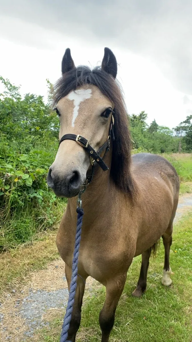 Pony - Image 1