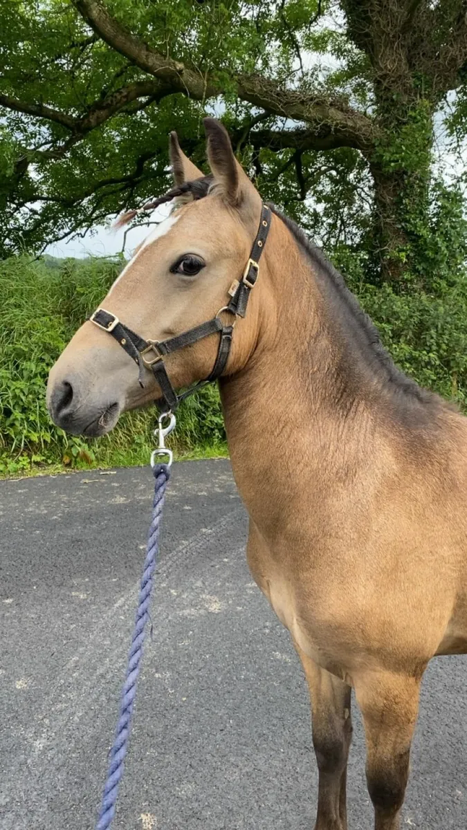 Pony - Image 2