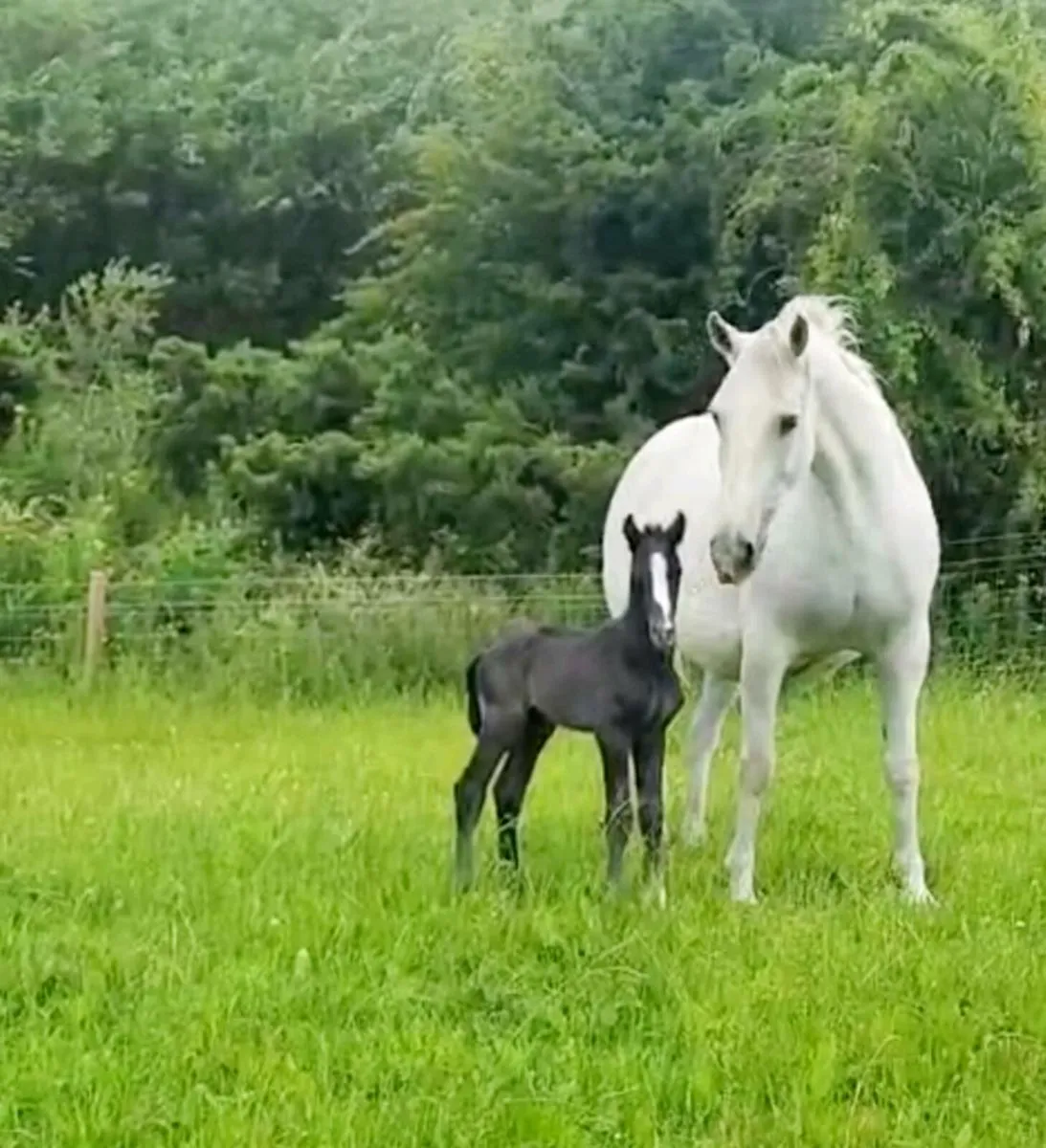 Irish Draught mare and foal - Image 1