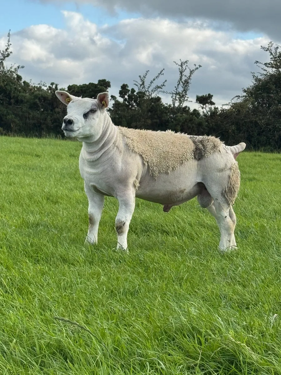 Texel Ram Lambs SIS Eligible - Image 2