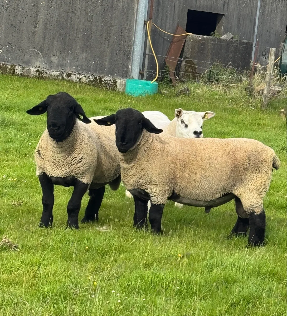 Pedigree Suffolk Hogget Rams - Image 2