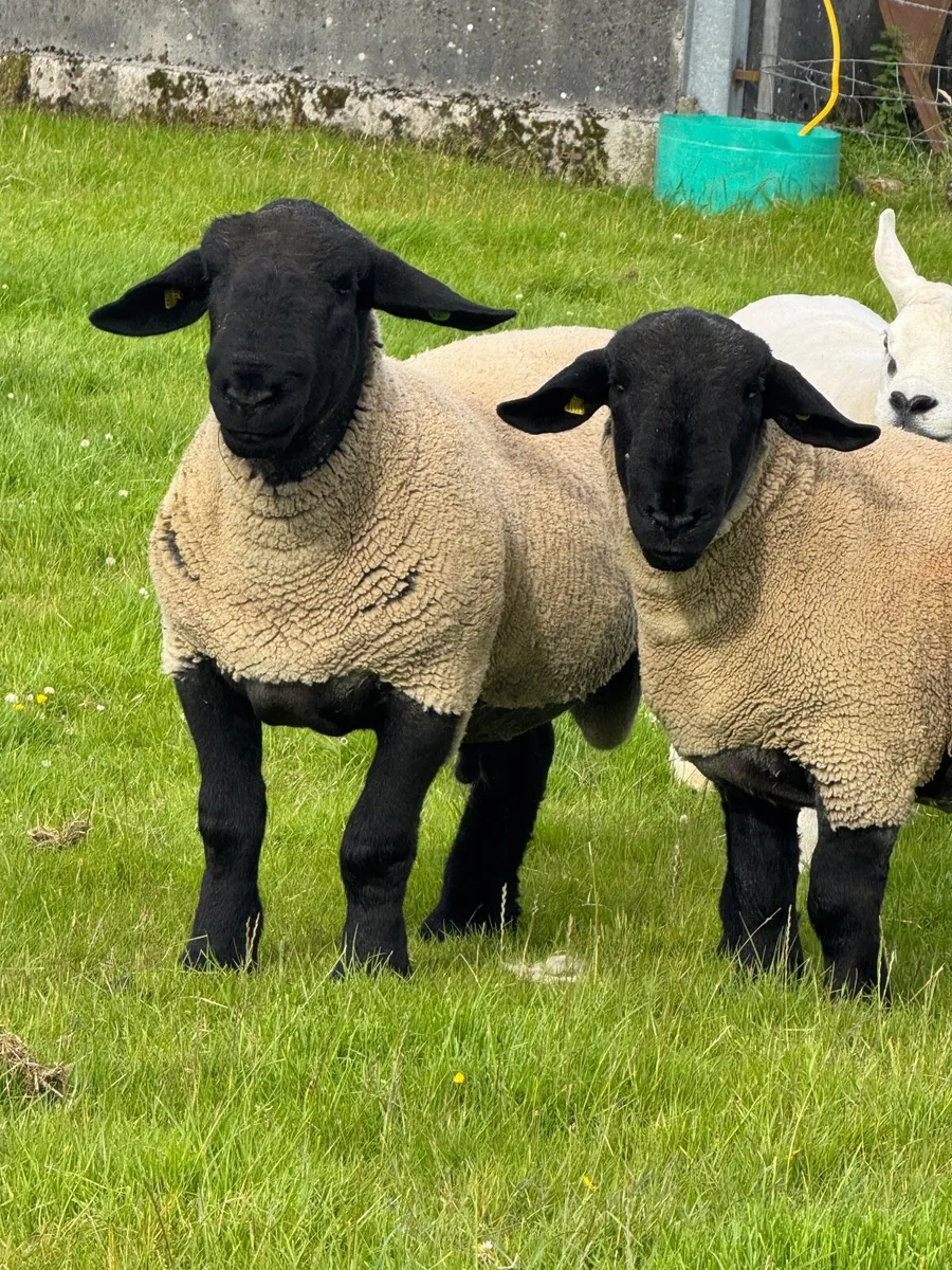 Pedigree Suffolk Hogget Rams - Image 1