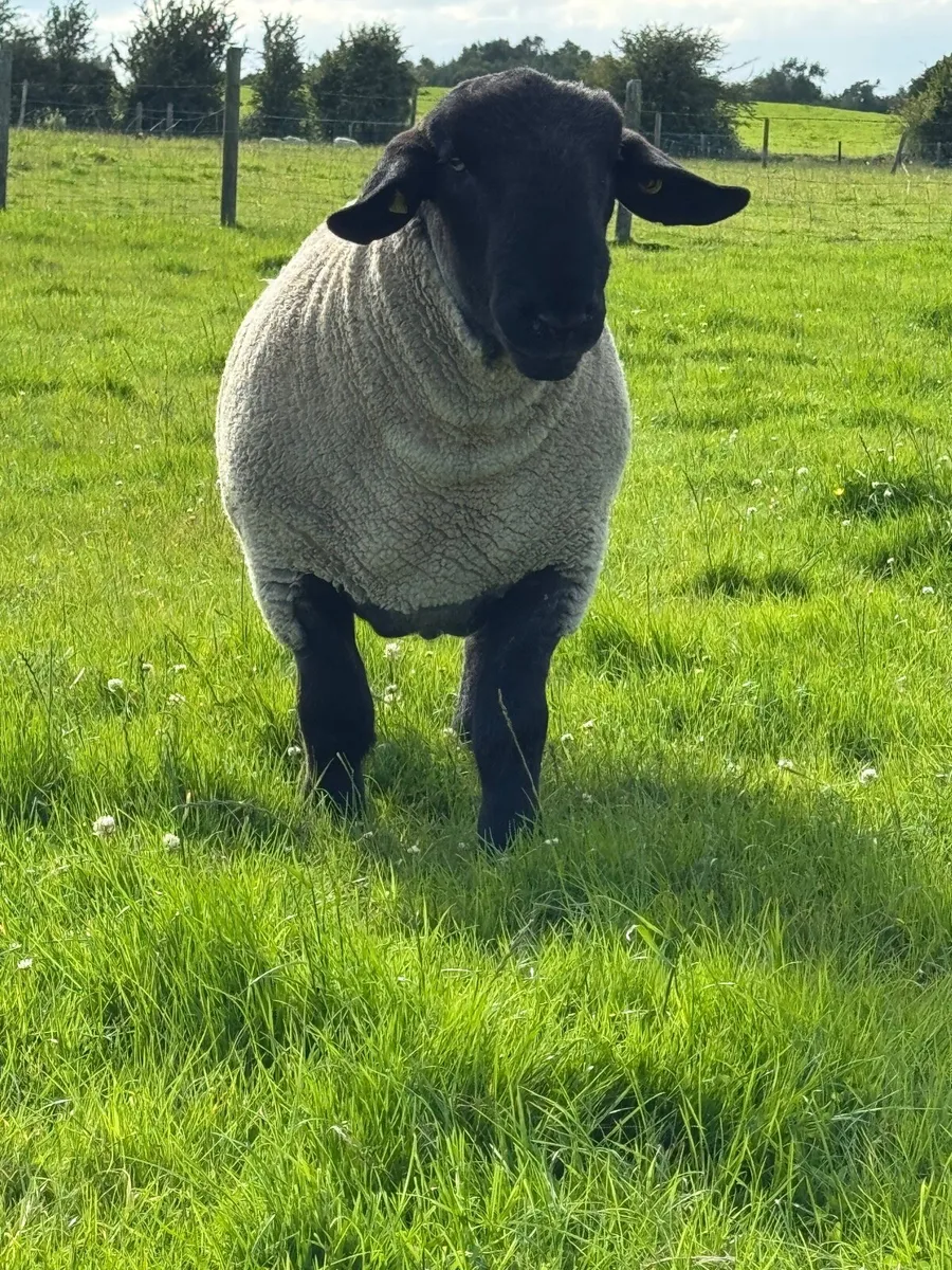 Pedigree Suffolk Hogget Rams - Image 4