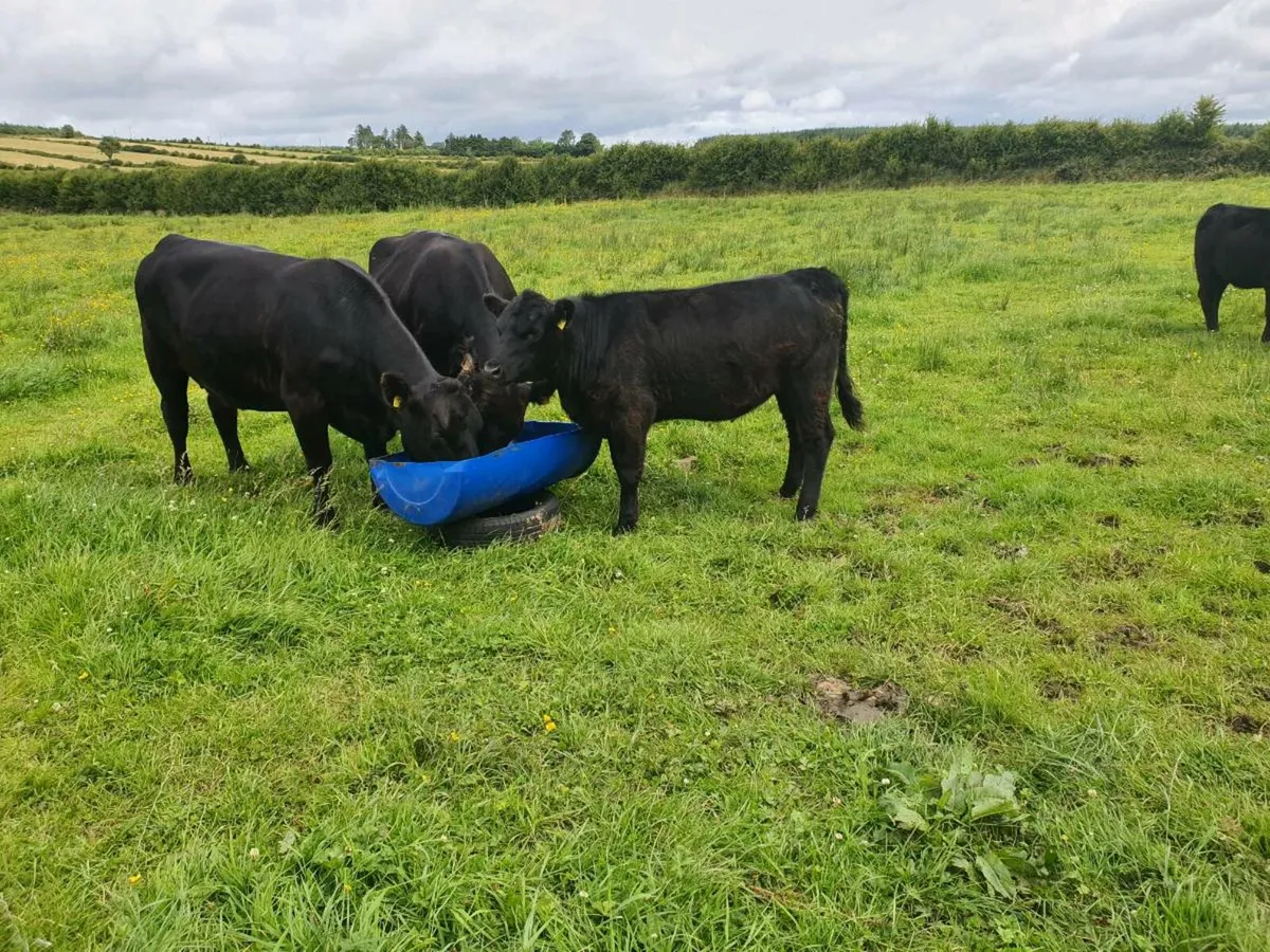 PBR Angus castlerea mart - Image 1