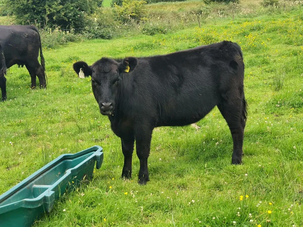 PBR Angus castlerea mart - Image 2
