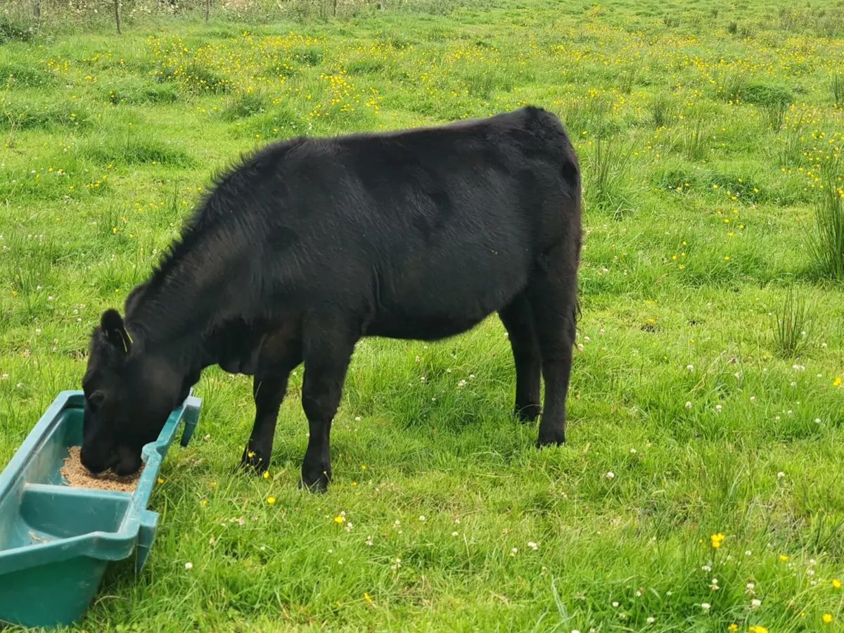 PBR Angus castlerea mart - Image 3