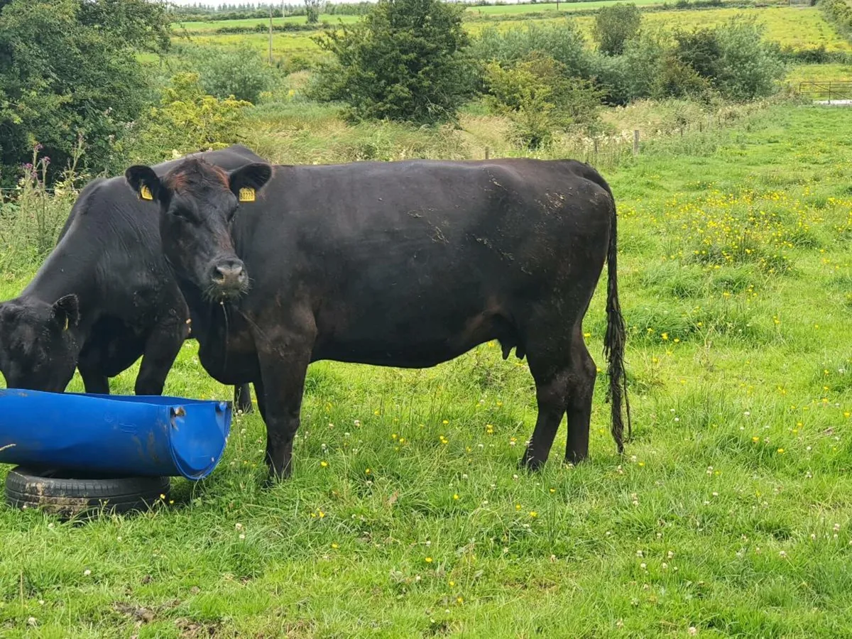 PBR Angus castlerea mart - Image 4