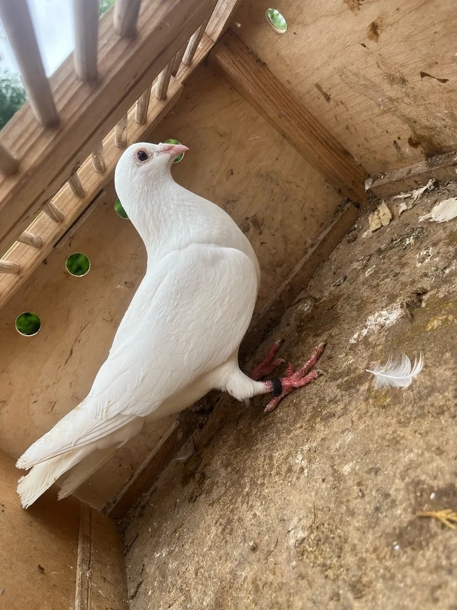 Pigeon - Image 1