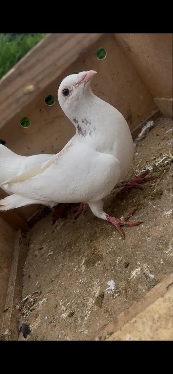 Pigeon - Image 2