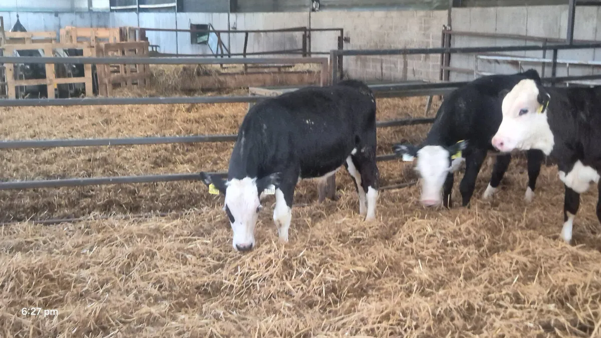 10 Quality Hereford starter bulls - Image 3