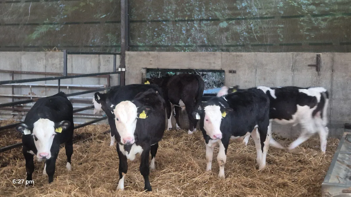 10 Quality Hereford starter bulls - Image 4