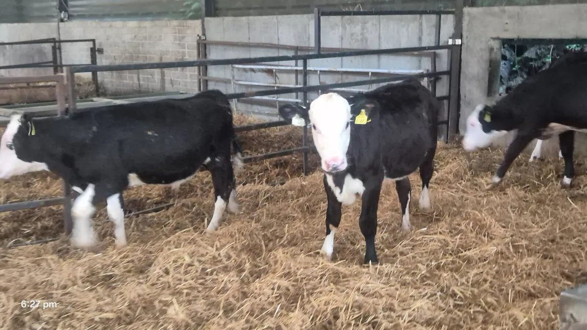 10 Quality Hereford starter bulls - Image 1