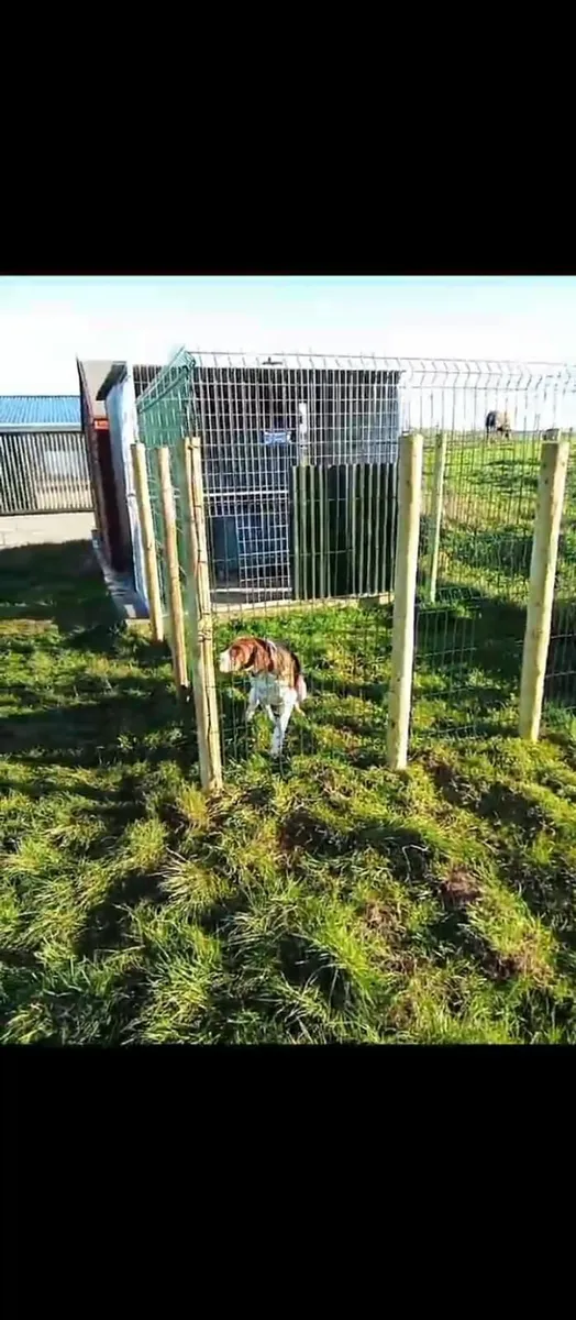 Dog run and pen and kennel - Image 2