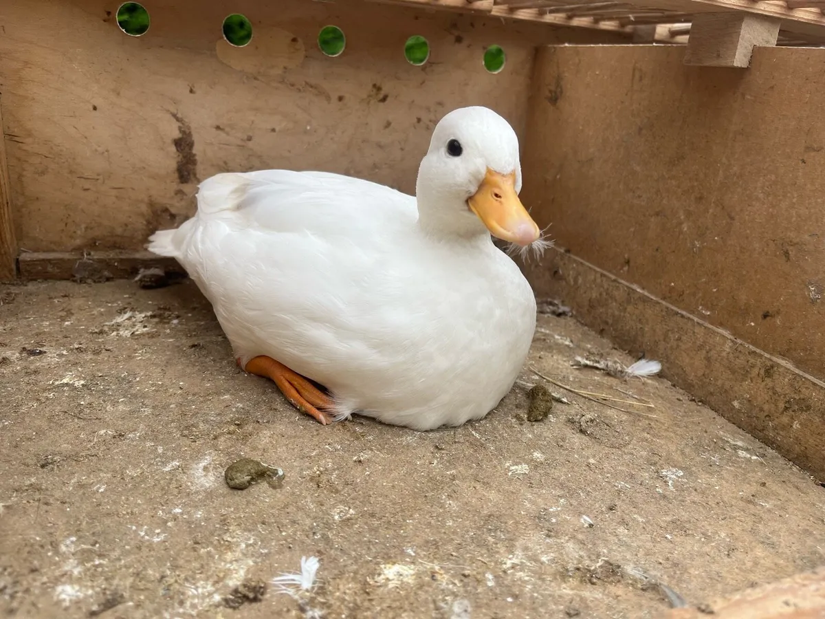 Call ducks - Image 1