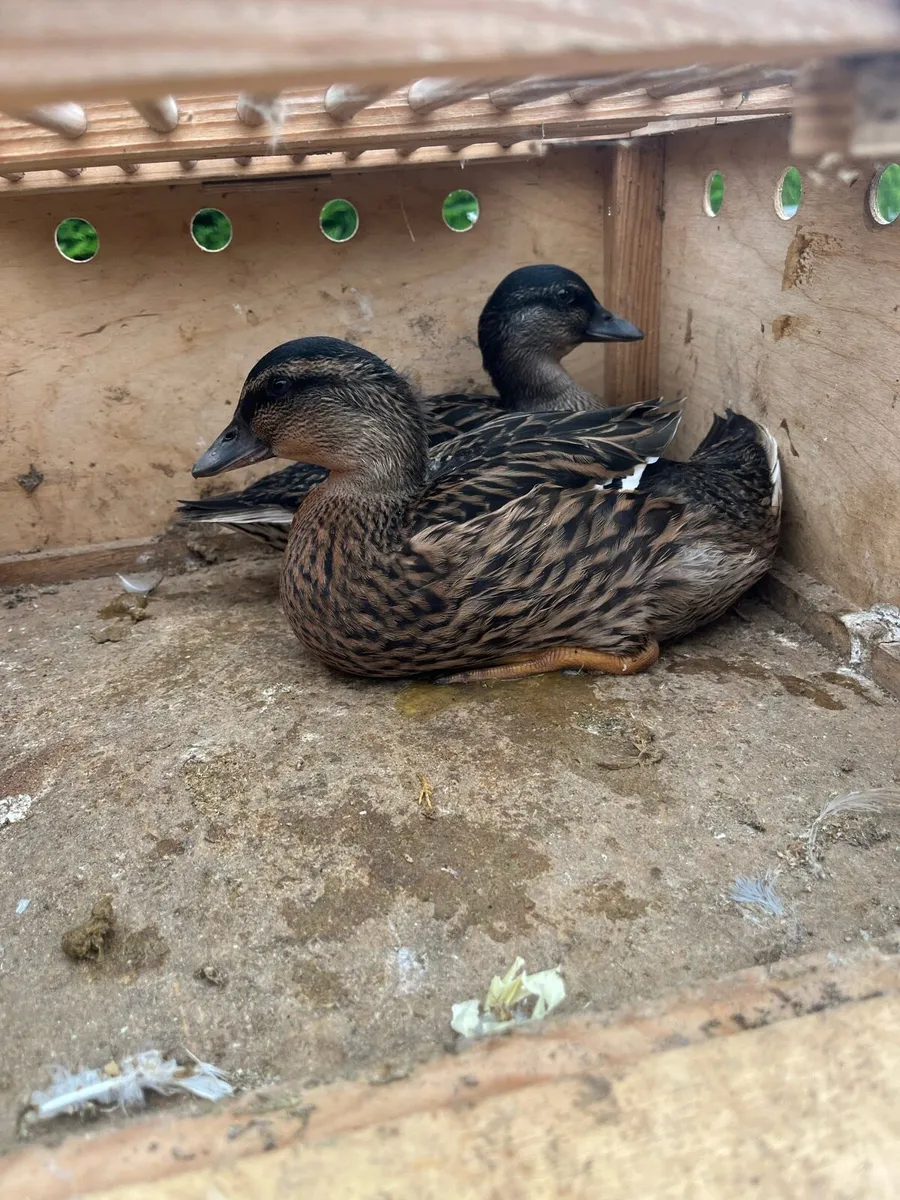 Call ducks - Image 2