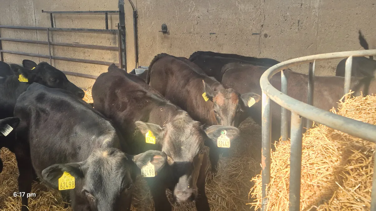 10 Quality Aberdeen Angus starter bulls - Image 1