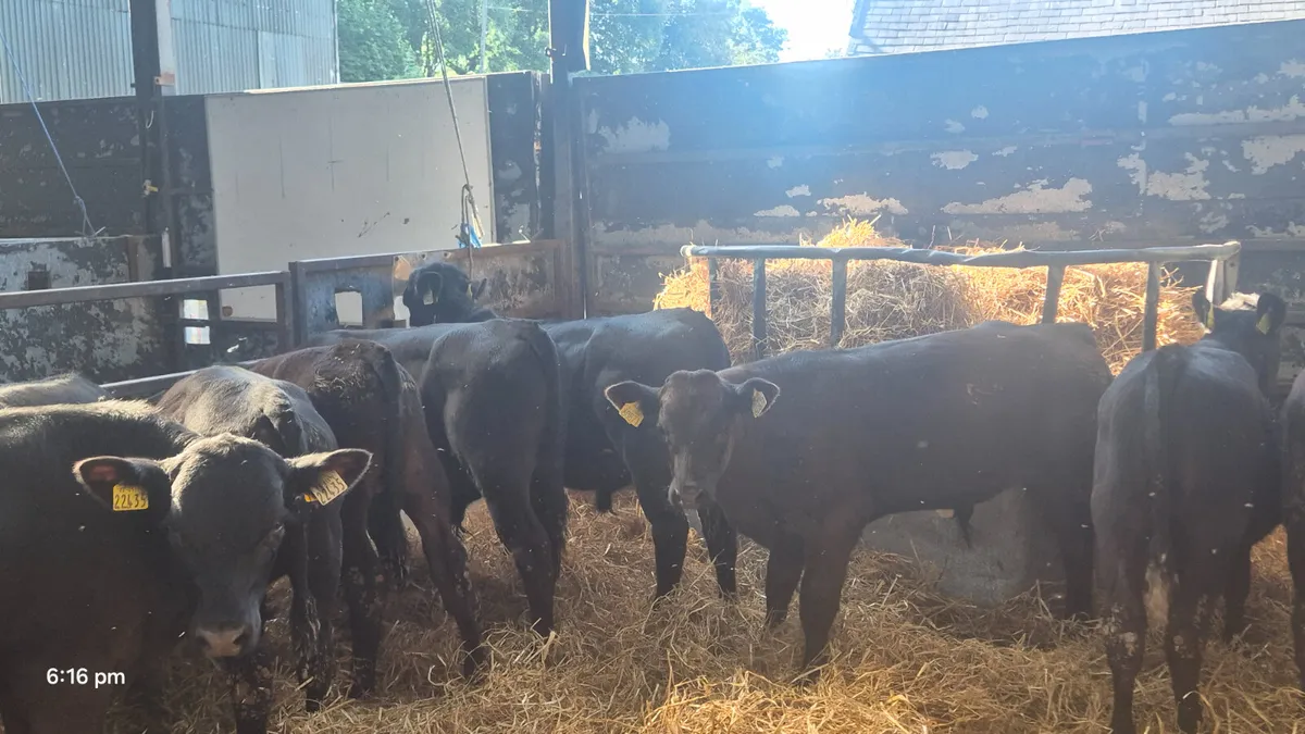 10 Quality Aberdeen Angus starter bulls - Image 3