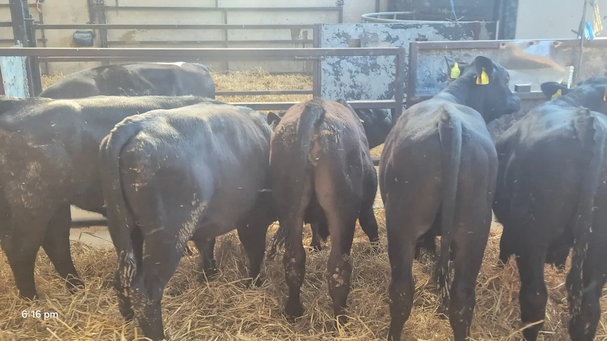 10 Quality Aberdeen Angus starter bulls - Image 4
